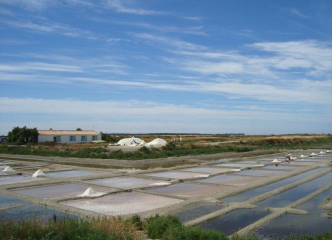Marais Salants de Loix 
