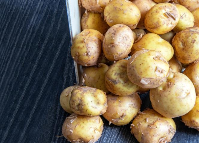 Bonnottes de Noirmoutier