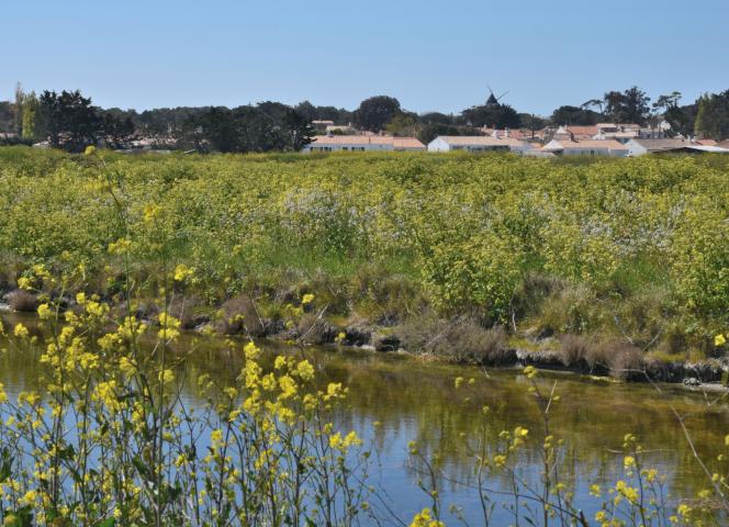 epine vacances ile noirmoutier