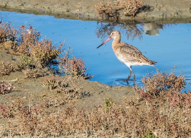 Réserve naturelle de Lilleau des Niges île de ré