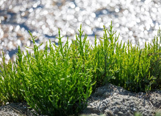 Salicorne noirmoutier