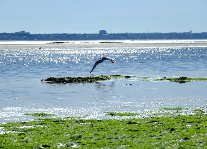Faune et flore sur la Presqu'île de Guérande