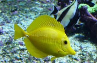 Aquarium La Rochelle